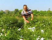 ‫الزراعة: مصر تنتج من 60 إلى 65% من الإنتاج العالمى لعجينة الياسمين