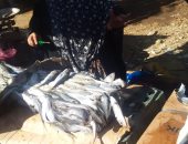 مراقبة الأغذية بالشرقية تعدم طن أسماك وفسيخ فاسد  