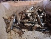 صور.. ضبط أطنان من الأسماك الفاسدة قبل بيعها للمواطنين بالإسكندرية