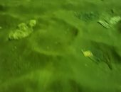 قارئ يطالب برصف شارع الحرية بمنطقة بشتيل بالجيزة