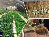 الزراعة تعلن الموافقة على تصدير 40 ألف شتلة فراولة طازجة للسعودية