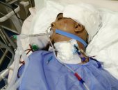 القبض على قاتل شاب لركنه دراجة بخارية بمدخل عقار فى الطالبية