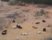 قارئ يشكو انتشار الكلاب الضالة مدينة 6 أكتوبر الحى الثانى مجاورة 8