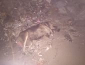 صور.. الطب البيطرى يواجه انتشار الكلاب الضالة بالمحلة