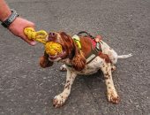 "حيوان العام".."ديزل" كلب ساعد فى إنقاذ متضررى كوارث العالم 
