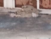 شكوى من انتشار القمامة بشارع ممدوح سالم باركينج مدينة نصر