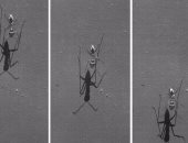 اكتشاف أسرع نملة فى العالم بسرعة 2 ميل فى الساعة.. صور