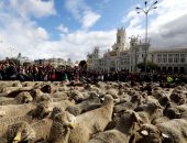 صور.. الأغنام تجوب شوارع مدريد لإحياء مسارات هجرة سنوية