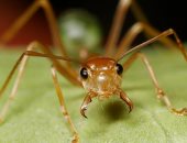 كيف يستغل النمل "علم الفيزياء" لحفر الأنفاق؟