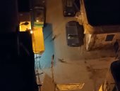 قارئ يشكو من انتشار الكلاب الضالة بشارع فلمنج بالإسكندرية