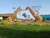 "أفريكانو".. قارئ يشارك لوحات نحت عن البيئة الأفريقية