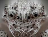 14 صورة لكائنات تحت الميكروسكوب.. من جنين السلحفاة لعين الناموسة