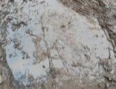 قارئ يطالب بتنظيف بلاعات صرف الأمطار بمدينة شبين القناطر بمحافظة القليوبية