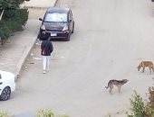 شكوى من انتشار الكلاب الضالة بزهراء مدينة نصر