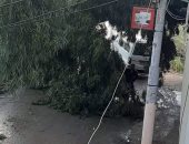 سقوط شجرة يتسبب فى قطع طريق قرية البصارطة بدمياط 