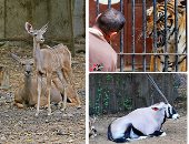 حديقة الحيوانات فى أول أيام ثلاثاء الـ65 جنيها "لم يذهب أحد"..فيديو