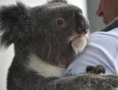 حرائق في 4900 فدان بسيدنى يهدد حياة المئات من "الكوالا" باستراليا
