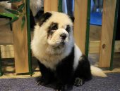 مقهى فى الصين يحول الكلاب لباندا لجذب الزبائن.. "ماعرفتكش أنا كده؟"