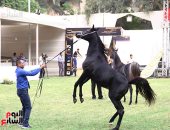 الزراعة: 10 حكماء يحددون معايير الحصان الفائز بمهرجان الخيول العربية