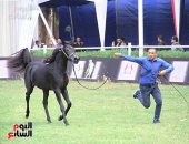 انطلاق مهرجان الخيول العربية الأصيلة بمحطة الزهراء التابعة لوزارة الزراعة