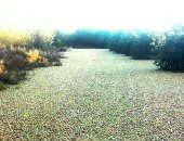 صور.. أسطورة الهالوين تتحقق.. ثمار التفاح تجتاح نهرًا في بريطانيا