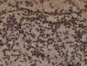 أغرب أنواع النمل يأكل من جنسه داخل مستودع نووى فى بولندا.. صور