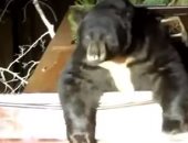 شاهد.. الشرطة الأمريكية تحاول انقاذ دب علق فى صندوق قمامة