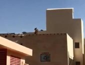 فيديو.. أسد يعتلي سطح مبنى قرب مدرسة بالرياض