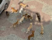 قارئ يشكو من انتشار الكلاب الضالة فى مدينة العبور