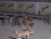شكوى من انتشار الكلاب الضالة بشارع حسين والى بالهانوفيل فى الإسكندرية