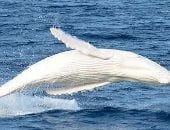روسيا تحرر آخر الحيتان البيضاء المحتجزة استجابة لدعوات نجوم هوليود