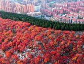 مناظر طبيعية للخريف فوق جبال "شيه تسى" فى الصين 