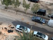 شكوى من تراكم القمامة وانتشار الكلاب الضالة بشارع عزت سلامة بمدينة نصر