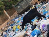 صور.. أغنام مرسى مطروح تتغذى على القمامة بشوارع المحافظة