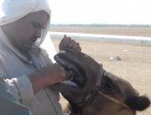 الاتحاد المصرى للهجن يطلق ثانى سباق للهجن بدعم الإمارات الخميس المقبل