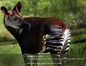 جسم حمار وحشى ووجه زرافة.. التليفزيون الصينى يعرض صورة لحيوان أفريقيى غريب