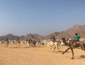 صور.. ننشر أسماء الفائزين بأول أشواط سباق الهجن بشرم الشيخ 