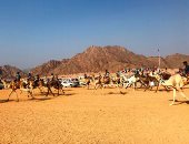 الهجن المصرية تتألق فى شرم الشيخ برعاية إماراتية.. 700 مطية من كافة المحافظات تشارك فى ثانى سباق للهجن بسيناء.. ورئيس الاتحاد: فعاليات السباق مستمرة حتى مساء السبت.. والسباقات تتواصل شهريا حتى إبريل المقبل