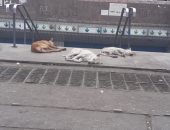 قارئ يشكو من انتشار الكلاب الضالة أمام محطة مترو روض الفرج