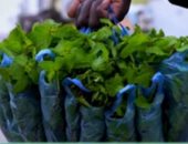 فيديو.. موريتانيا الأكثر استهلاكا للشاى الأخضر فى العالم