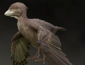 اكتشاف بقايا الطيور الصغيرة المصاحبة للديناصورات قبل 120 مليون سنة 