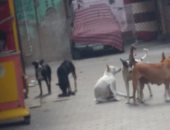 شكوى من انتشار الكلاب الضالة فى شارع درويش محمد بحدائق القبة