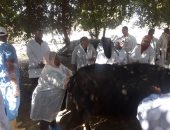 صور.. الزراعة تنظم حملة بيطرية إرشادية لمربى الماشية فى أسوان