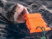 باحثون يطورون "بذلة" واقية من هجمات أسماك القرش