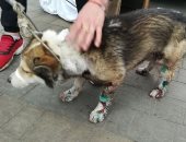 موجز الحوادث.. المتهمون استخدموا أسلحة بيضاء لتعذيب كلب المطرية