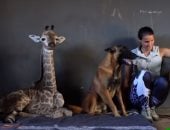 صداقة بين كلب و زرافة فى حديقة حيوانات بجنوب أفريقيا.. فيديو وصور