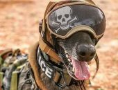 الجيش الأمريكى يكشف عن غطاء رأس مخصص لحماية الكلاب من فقدان المسع