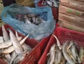 صور.. ضبط 1780 كيلو أسماك فاسدة بثلاجة فى قليوب