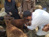 انطلاق الحملة القومية للتحصين ضد الحمي القلاعية بقري القليوبية