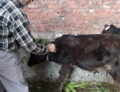  تحصين الماشية ضد مرض الحمى القلاعية بقرى أبيس وسط الإسكندرية